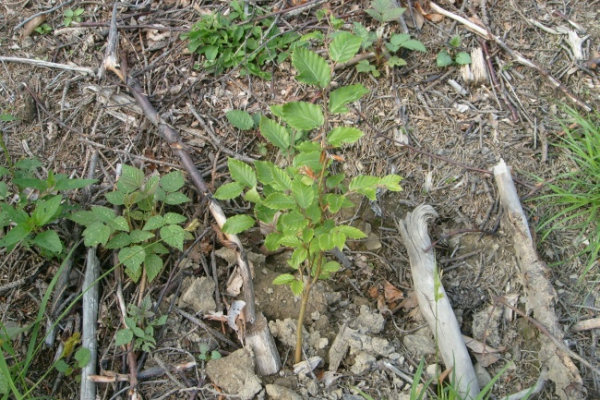 starostlivost_lesy_revital_wood_02