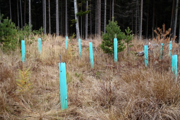 starostlivost_lesy_revital_wood_01