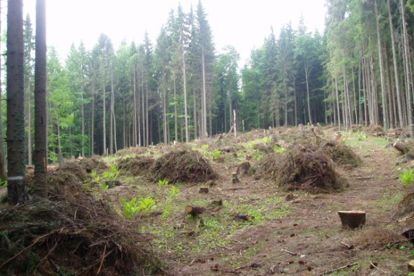 starostlivost_lesy_revital_wood_06